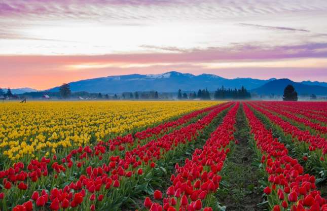 red and yellow tulip fields with a mountain backdrop