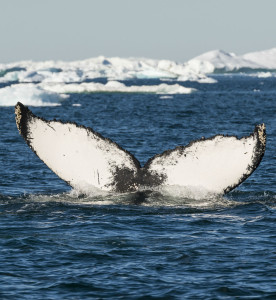 whale watching