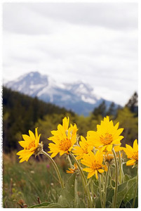 wimpy arnica montano flower