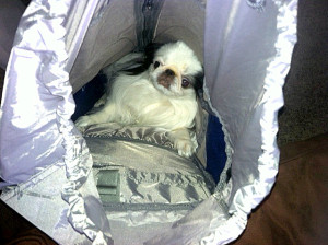 Just how big is the packing cavity? Ozzie, a Japanese Chin, decided to test it. His decision? Enough room to add ten little female Chins . . . and snacks.