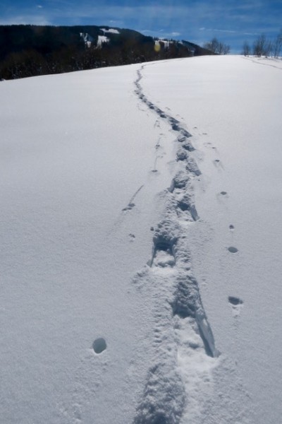 snowshoe tracks at Beaver Creek, CO, tracks made by Maine Guide Snowshoes