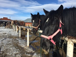 Sombrero Stables at Snow Mountain Ranch offers trail rides, sleigh rides and dinner rides.