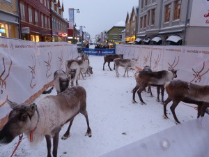 Reindeer racing on the main street of Tromsø, part of the Sami Festival held each year.